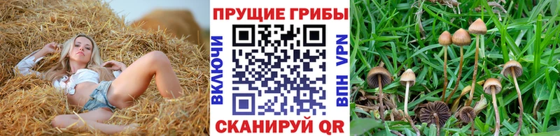 Галлюциногенные грибы мицелий  Алдан 